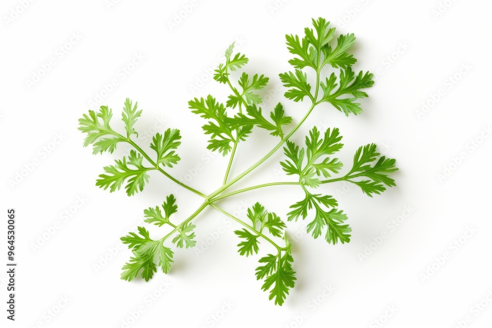 A fresh Chervil isolated on white A fresh Chervil isolated on white