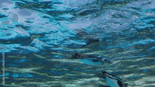 空を飛んでいるかのように水中を気持ちよさそうに泳ぎ回っているペンギンたち