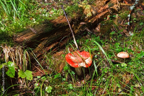 Blocked wild mushrooms on a green meadow photo