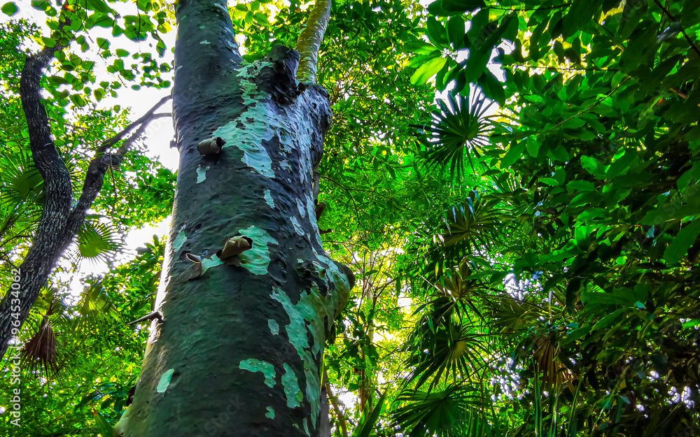 Fototapeta premium Tropical tree with interesting bark in the jungle in Mexico.