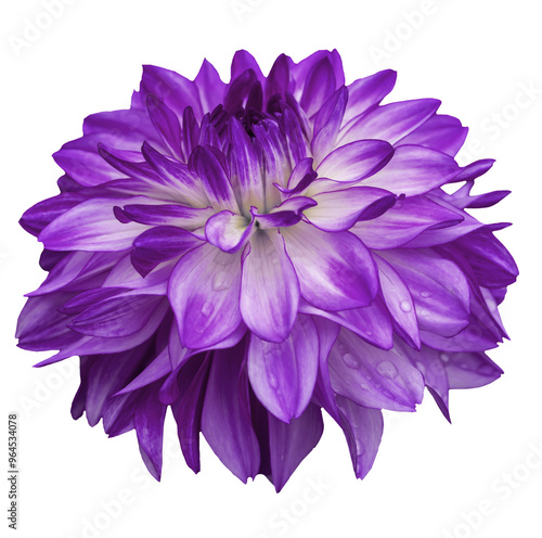 Violet dahlia isolated on transparent background.