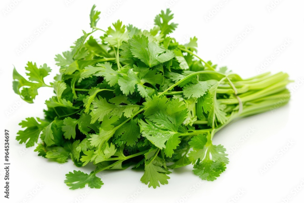 A fresh Coriander isolated on white A fresh Coriander isolated on white