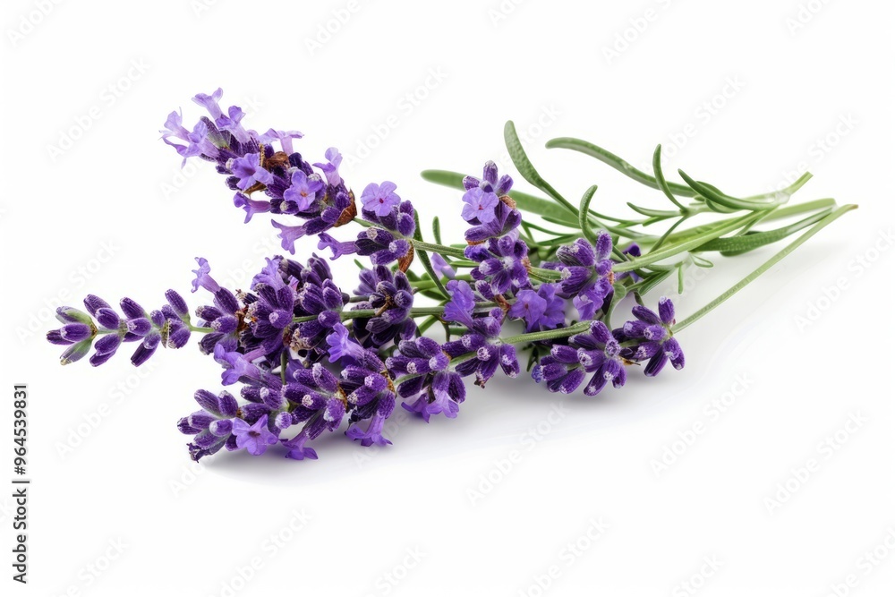 A fresh Lavender isolated on white A fresh Lavender isolated on white