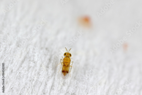 Soft scale parasitic tiny wasp from family Aphelinidae in colonu of  Pseudaulacaspis pentagona on bark of fruit tree in orchard. photo