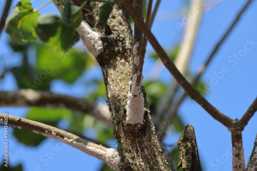 Pseudaulacaspis pentagona, the white peach scale or mulberry scale, family Diaspididae. Serious plant pest. An insect colony on the bark of a tree in the garden. photo