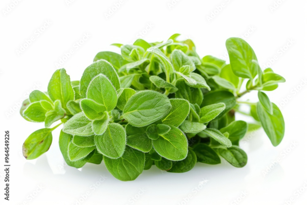 A fresh Marjoram isolated on white A fresh Marjoram isolated on white