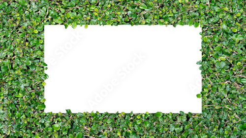 Blank white paper surrounded by green leafy background, perfect for nature-themed invitations, cards, or announcements.