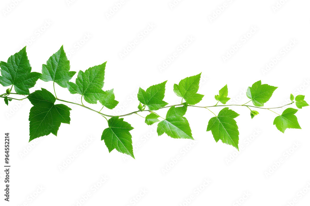 Branch with vibrant green leaves isolated on transparent background. ideal for nature, botany, and environmental themes. Branch with vibrant green leaves isolated on transparent background. ideal for nature, botany, and environmental themes.