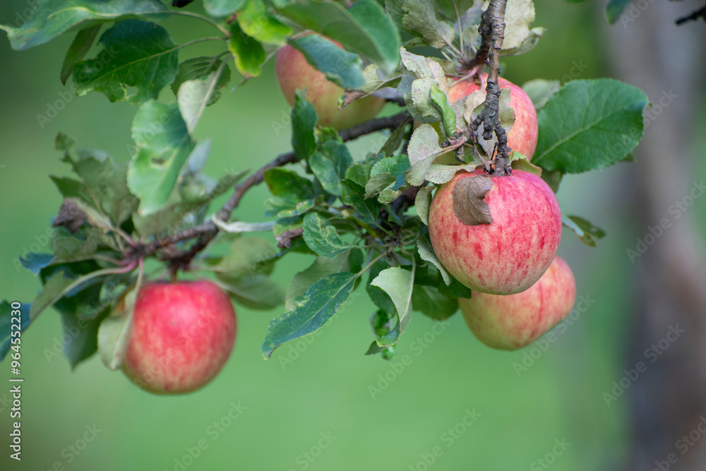 apple on tree apple on tree