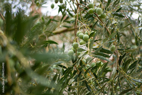 Croatia, Istria, Pula, Olives on the tree shortly before harvest