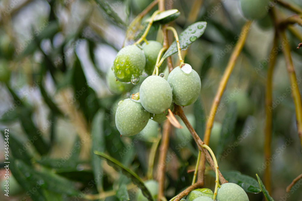 Croatia, Istria, Pula, Olives on the tree shortly before harvest Croatia, Istria, Pula, Olives on the tree shortly before harvest
