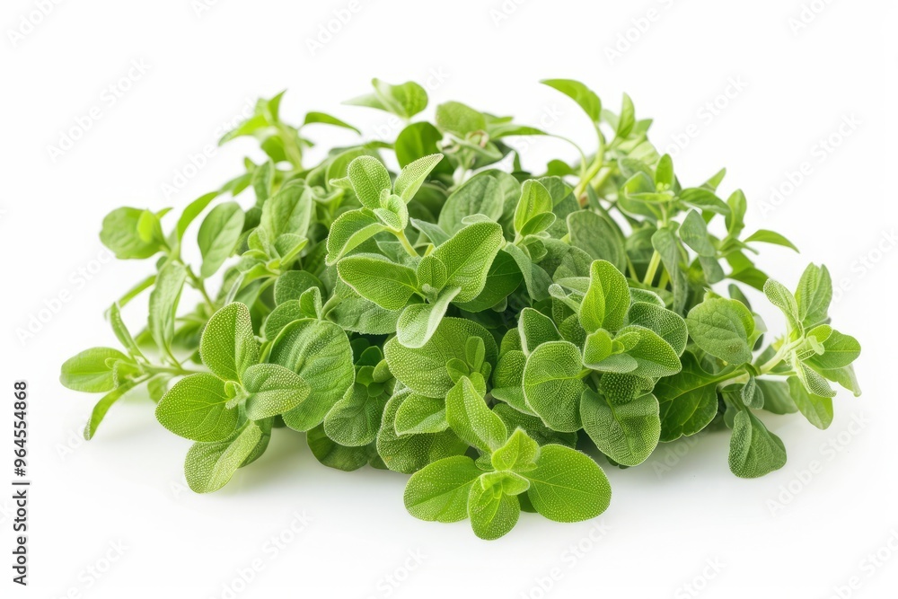 A fresh Oregano isolated on white A fresh Oregano isolated on white