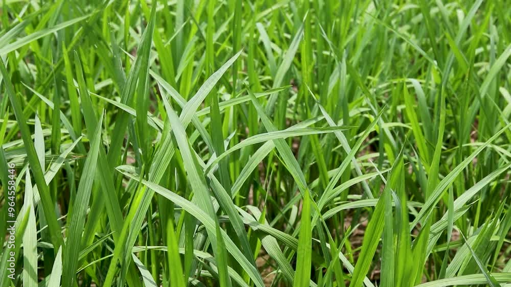 Paddy field. Paddy, Organic Agriculture, Ears Of Rice In The Field. Close up rice swaying by wind in rice paddy. grain in paddy field concept. close up of green rice field. Paddy field. Paddy, Organic Agriculture, Ears Of Rice In The Field. Close up rice swaying by wind in rice paddy. grain in paddy field concept. close up of green rice field.