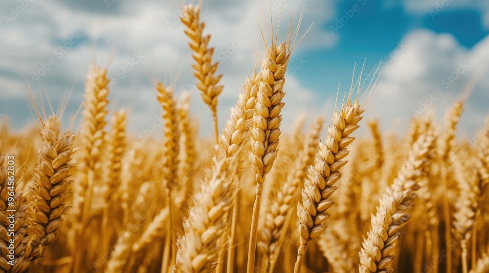 Golden Wheat Stalks Swaying in the Summer Breeze with Blue Sky and Clouds Golden Wheat Stalks Swaying in the Summer Breeze with Blue Sky and Clouds