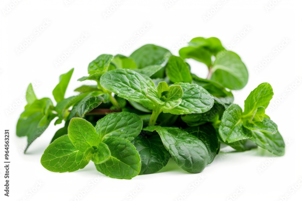 A fresh Spearmint isolated on white A fresh Spearmint isolated on white