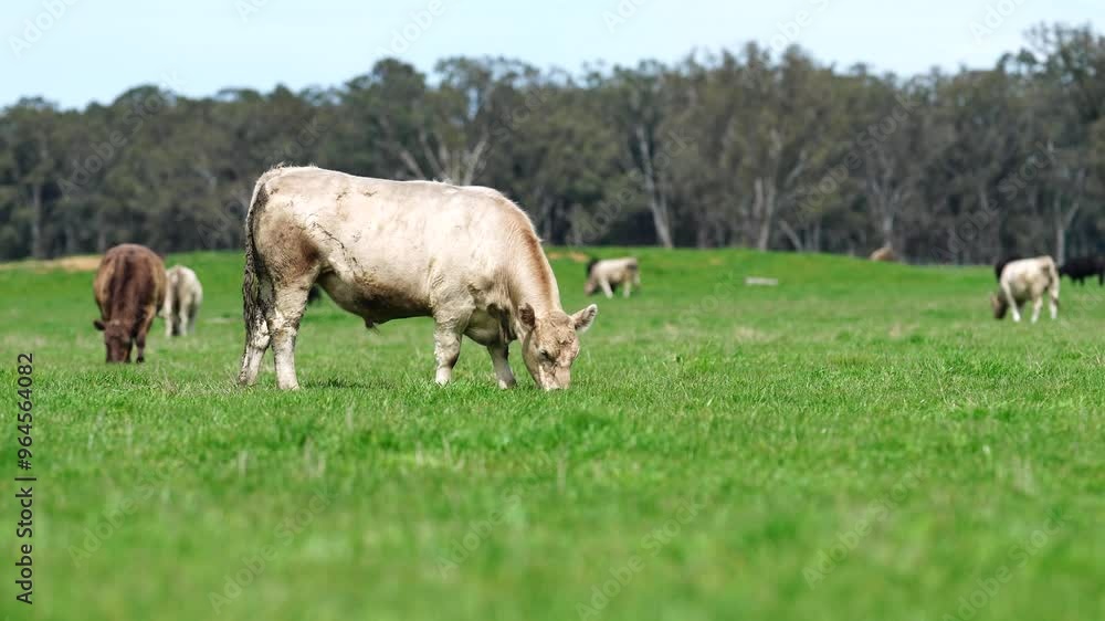 beautiful cattle in Australia eating grass, grazing on pasture. Herd of cows free range beef being regenerative raised on an agricultural farm. Sustainable farming beautiful cattle in Australia eating grass, grazing on pasture. Herd of cows free range beef being regenerative raised on an agricultural farm. Sustainable farming