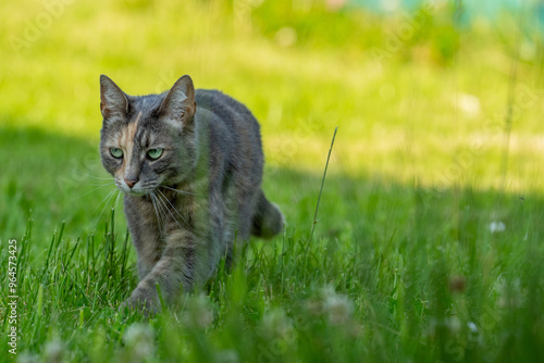 cat in the grass photo