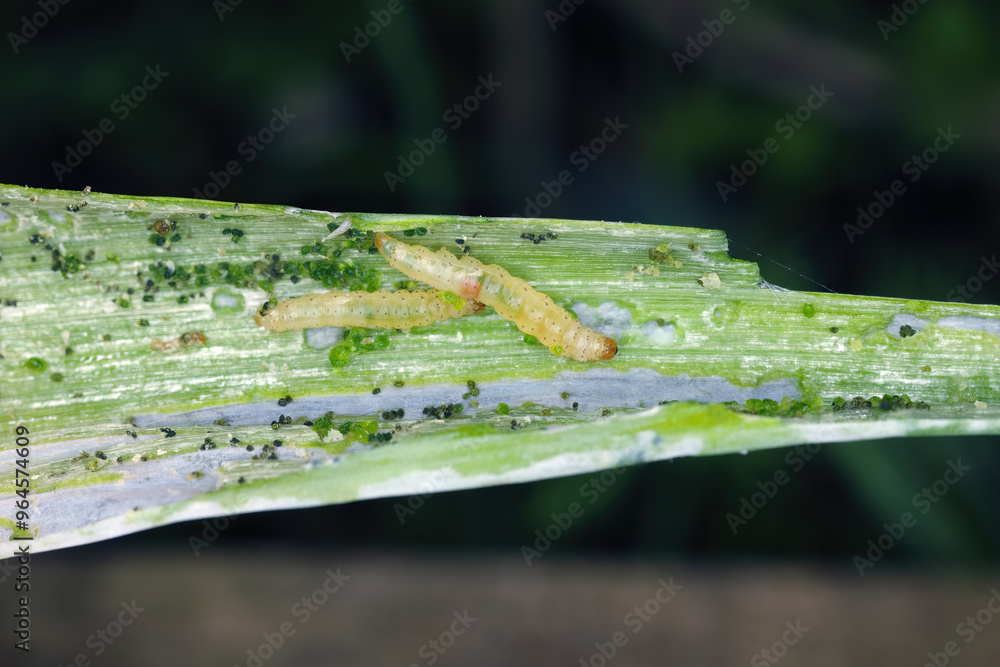Naklejka premium Onion leaf damaged by leek moth or onion leaf miner (Acrolepiopsis assectella) caterpillars.