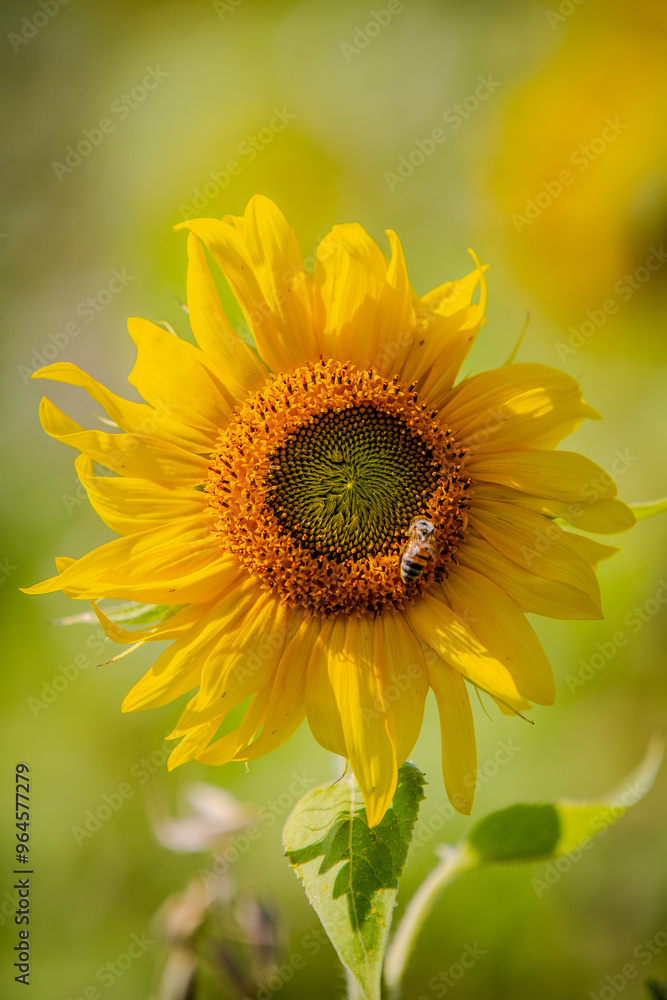 sunflower in the garden sunflower in the garden