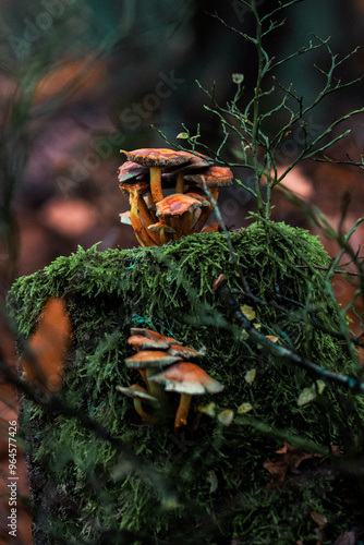 mushrooms