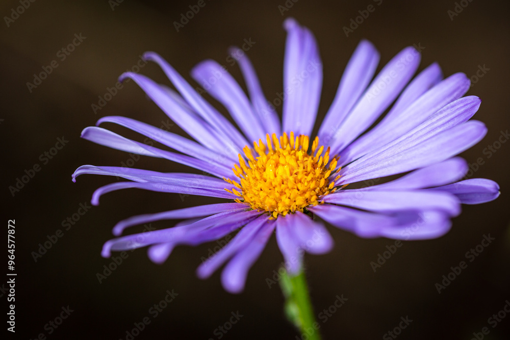 Obraz premium flower