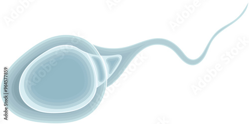 Single Human Sperm Cell Illustration Isolated on White Background