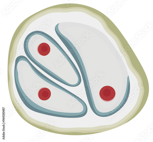 Chondrocyte Cell Illustration Isolated on White Background