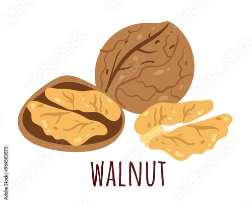 Walnut simple line style isolated concept