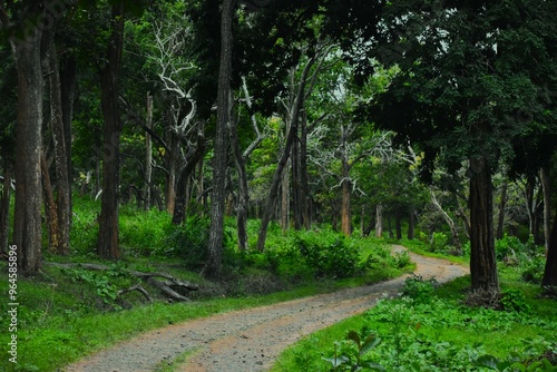 Lovely woods, go to darkness, wilderness