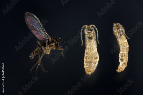 Dark winged fungus midge, sciaridae, high macro of adult fly and the pupal exuvium from which it emerged, on a black background. photo