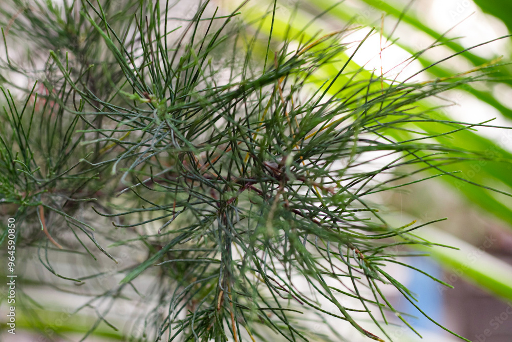 close up an evergreen tree branch in the forest close up an evergreen tree branch in the forest