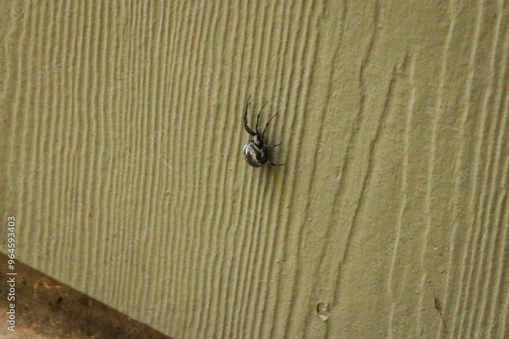 Spider with white on it Spider with white on it