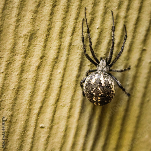 Black Spider With White Spots  photo