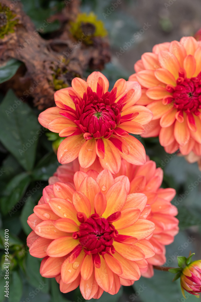 Orange dahlias blooming in botanical garden. Orange dahlias blooming in botanical garden.