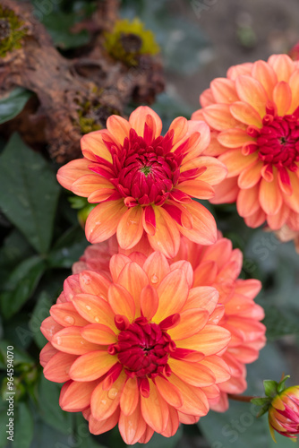 Orange dahlias blooming in botanical garden.