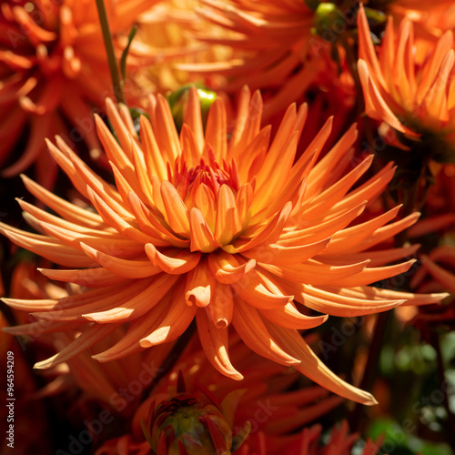 Orange dahlias blooming in botanical garden.
