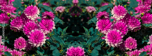 Pink dahlias blooming in botanical garden.