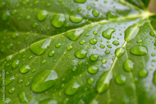 Gouttes de pluie sur feuilles