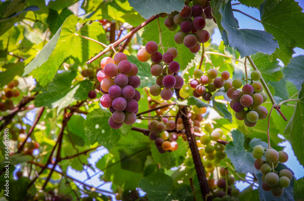 Fototapeta premium Sunlit grapes.