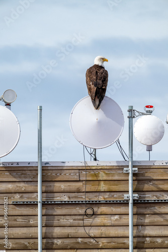 Φωτογραφία Bald Eagle in an unnatural habitat on satellite dishes
