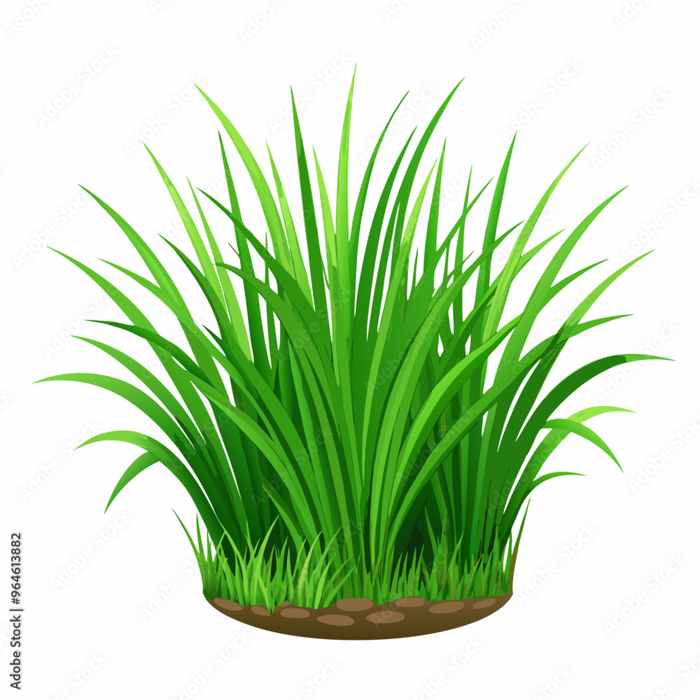 green grass isolated on white green grass isolated on white