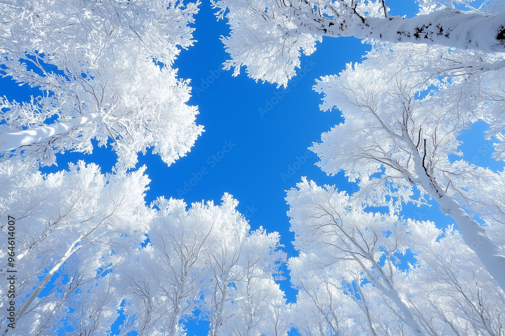 Fototapeta premium Snow-covered trees under a clear winter sky, bottom view