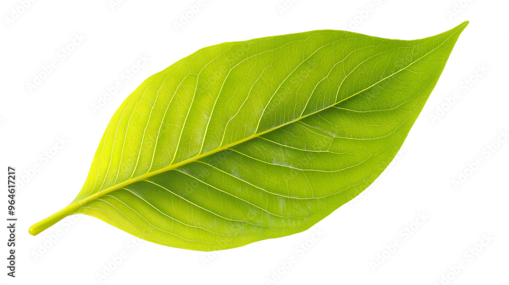 Fototapeta premium A fresh green leaf isolated on white background 