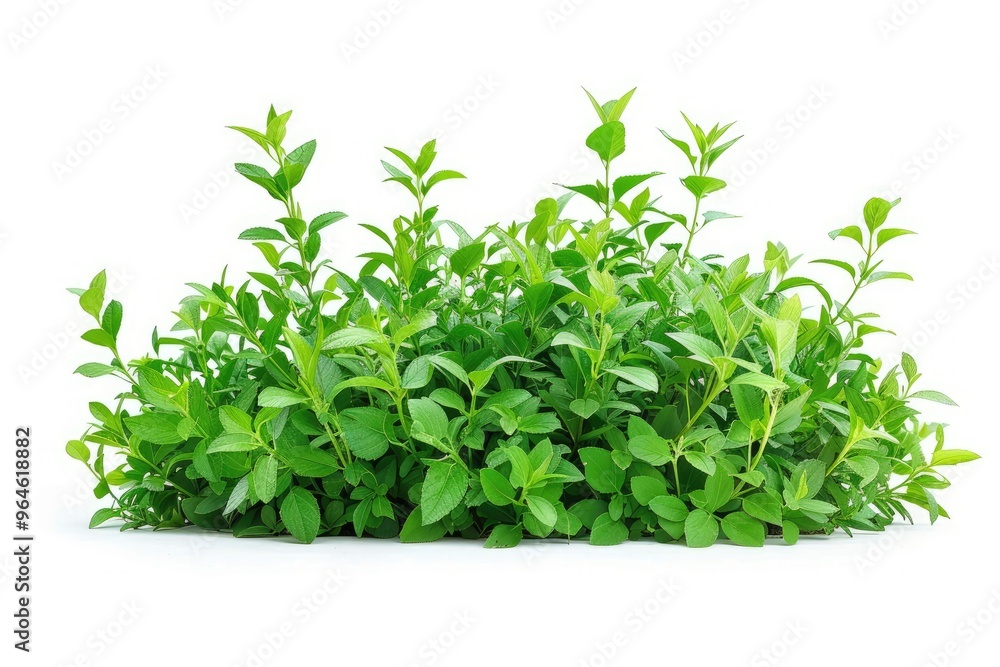 Green garden plant isolated on white file Green garden plant isolated on white file