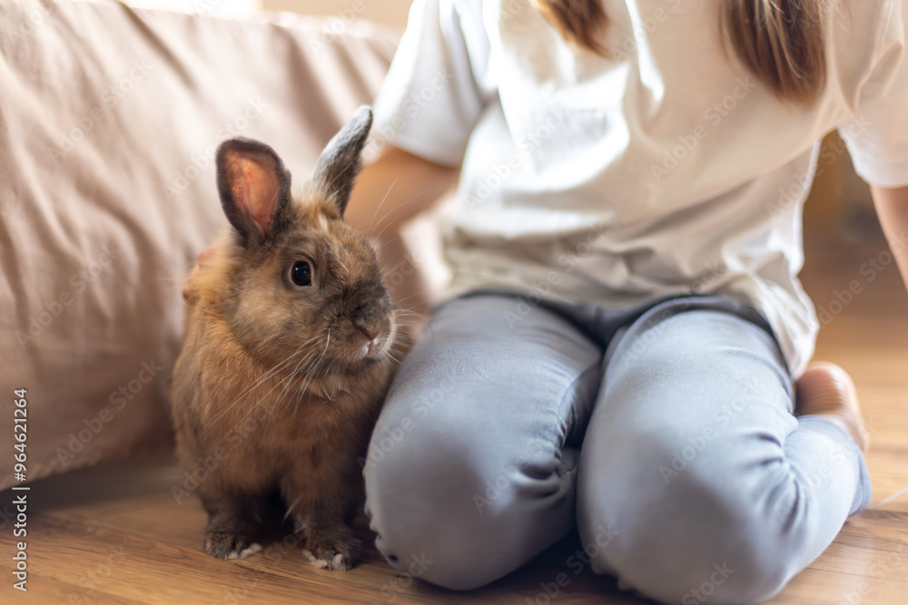 A pretty little girl is playing with a pet rabbit. Pets concept. A pretty little girl is playing with a pet rabbit. Pets concept.