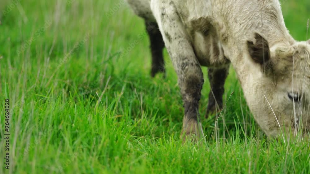 Close up of Angus and Murray Grey Cows eating long pasture in Australia
Close up of Angus and Murray Grey Cows eating long pasture in Australia