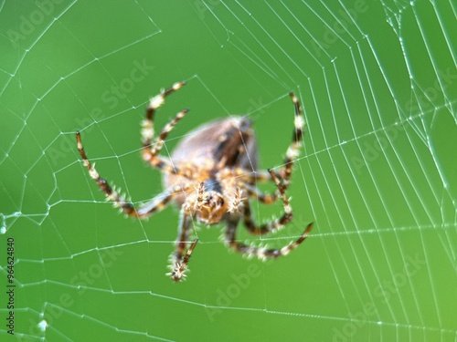 spider on spider web on a normal day