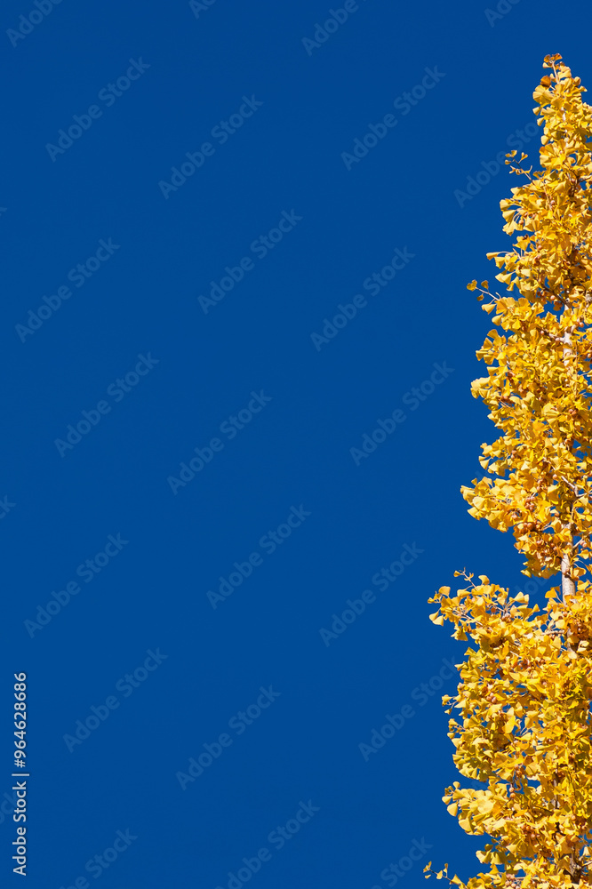 Fototapeta premium Autumn vibes. Ginkgo yellow leaves with blue sky and copy space