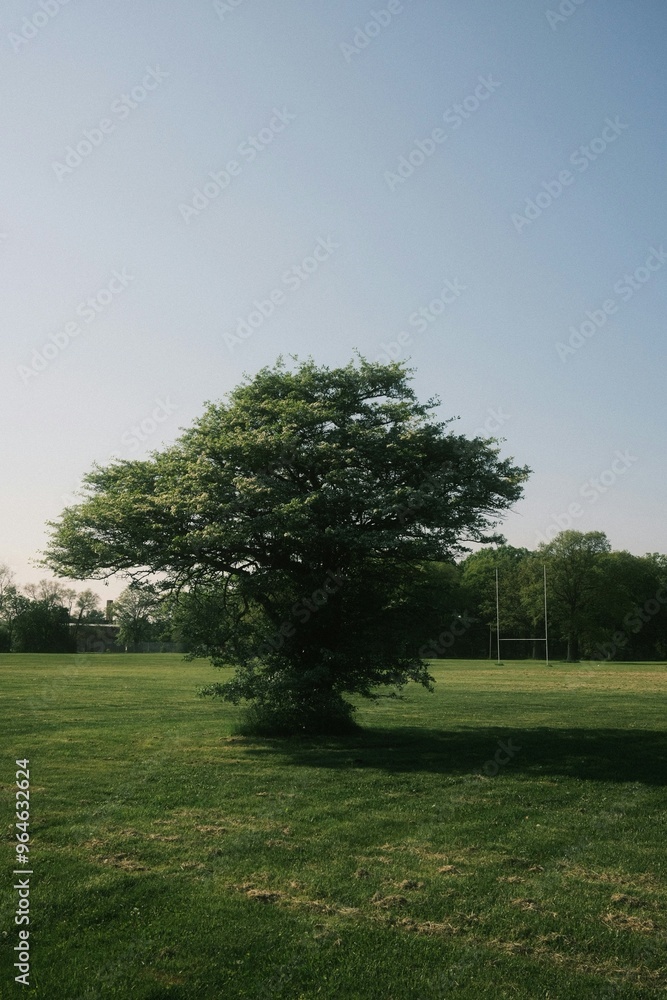 Fototapeta premium tree in the middle of the field
