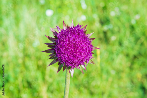 close-up: big round red-purple wild flower of milk thistle with the perianth in the form of a multi-rayed star photo